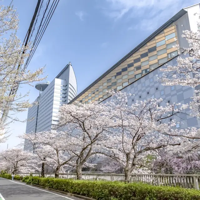 雅叙園前あたりの目黒川桜並木