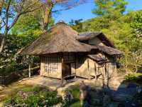 京都　SAKURA 桜めぐり❗️高台寺の桜に感動❗️