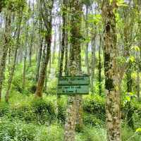 Gaharu Tea Valley @Gopeng Perak
