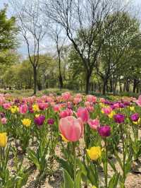 서울 튤립 명소🌷서울숲💖