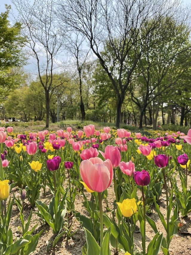 서울 튤립 명소🌷서울숲💖