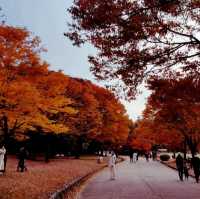 Autumn at Seoul Olympic Park