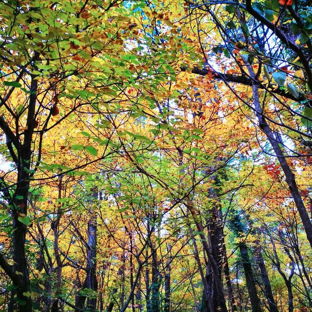 🍁 한라산에 오르지 않아도 단풍구경, 천아계곡