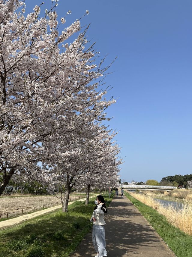 인파 뚫고 다녀온 4월의 강릉 벚꽃 Season! (경포호 및 경포대)