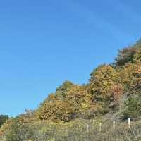 【兵庫県】紅葉と塩味饅頭を楽しむ