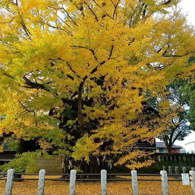 葛飾八幡宮 千本いちょう 今見頃