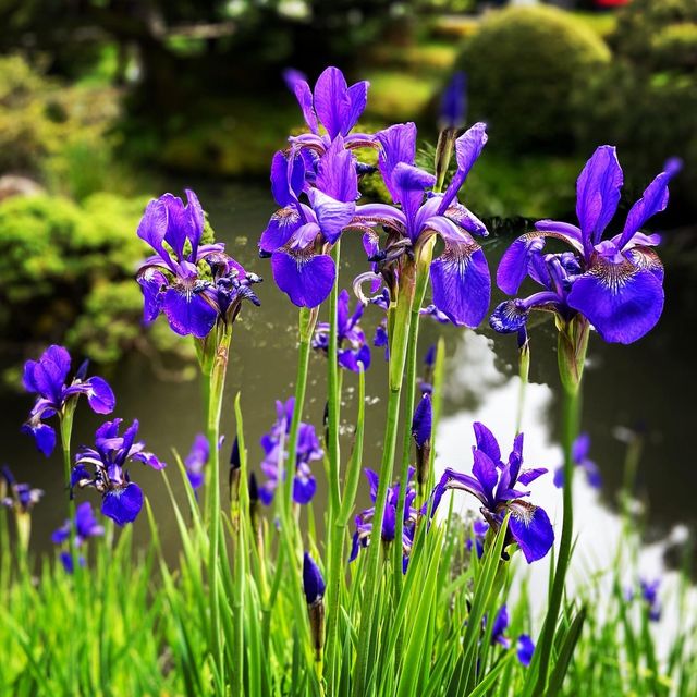 Beautiful flower blooming at the tea garden