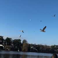 #park #nature #swans #familyday