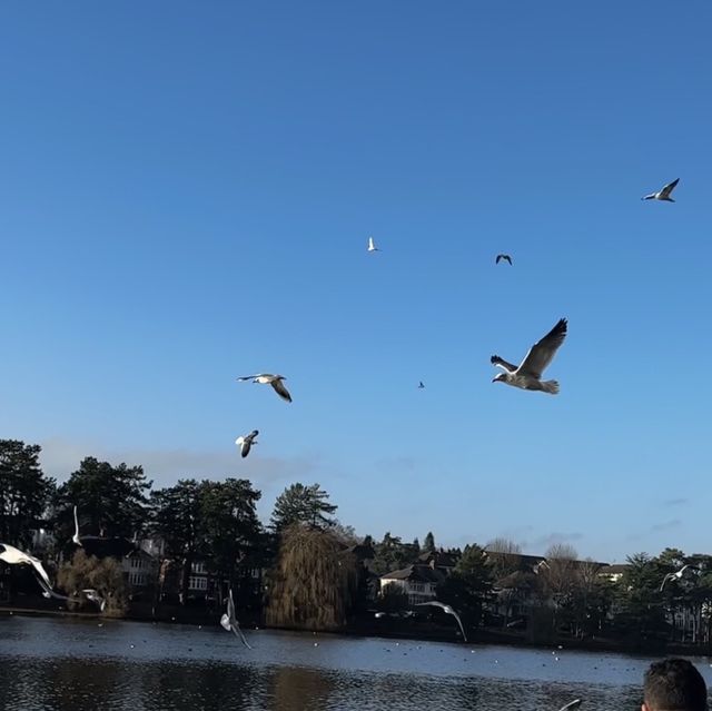 #park #nature #swans #familyday