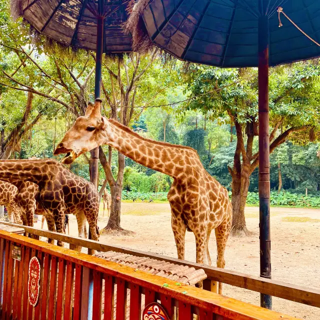 My Tips for visiting Chimelong Safari Park