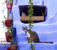 Chefchaouen, Morocco, a dreamy blue town.