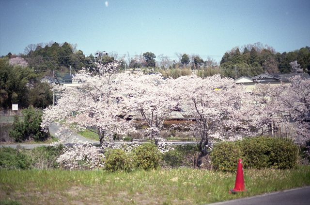 Shiga also has beautiful cherry blossoms.
