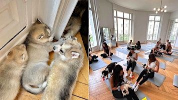 Puppy Yoga | Barcelona