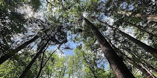 DRAW into the woods | Whittle Dene Wood