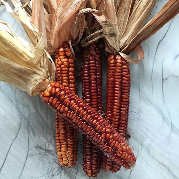 Seed Keeping Workshop | Grow Food Northampton Organic Community Garden