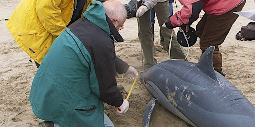 Marine Strandings Network  Callout Volunteer Training 2025 | Newquay University Centre Cornwall College