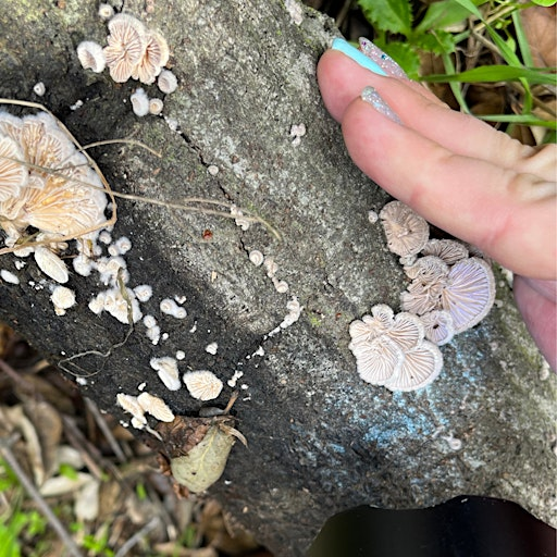 Fruiting Bodies: A Multisensory Worldbuilding Workshop | West Hollywood Library