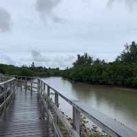 沖縄　宮古島　マングローブ林