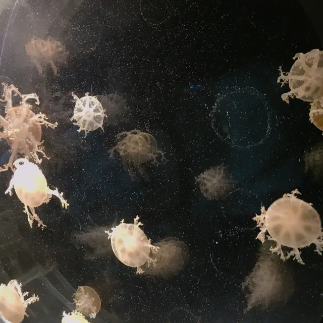 오사카 가이유칸 수족관