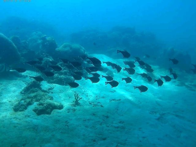 Payar Island, Langkawi 