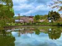 京都　KYOTO SAKURAめぐり❗️大覚寺の桜に感動❗️