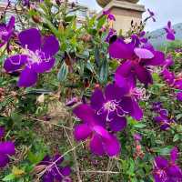 賞花好去處 ～ 愉景灣 