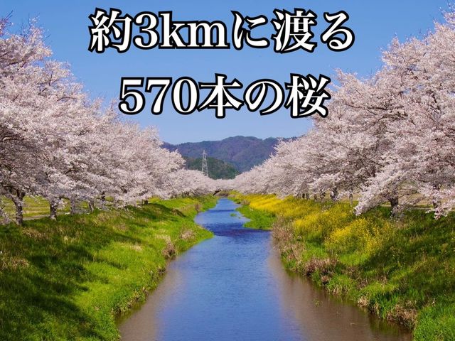 岐阜の桜の隠れスポット