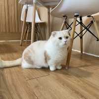 可愛貓貓Cafe