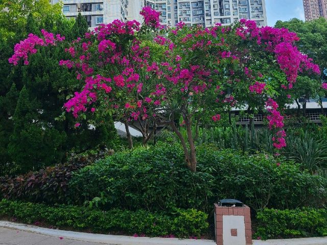 馬鞍山居民散步放狗好去處