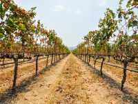 Monsoon Valley Vineyard @Hua Hin, Thailand