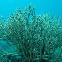 【パラオ】パラオの海でシュノーケル三昧