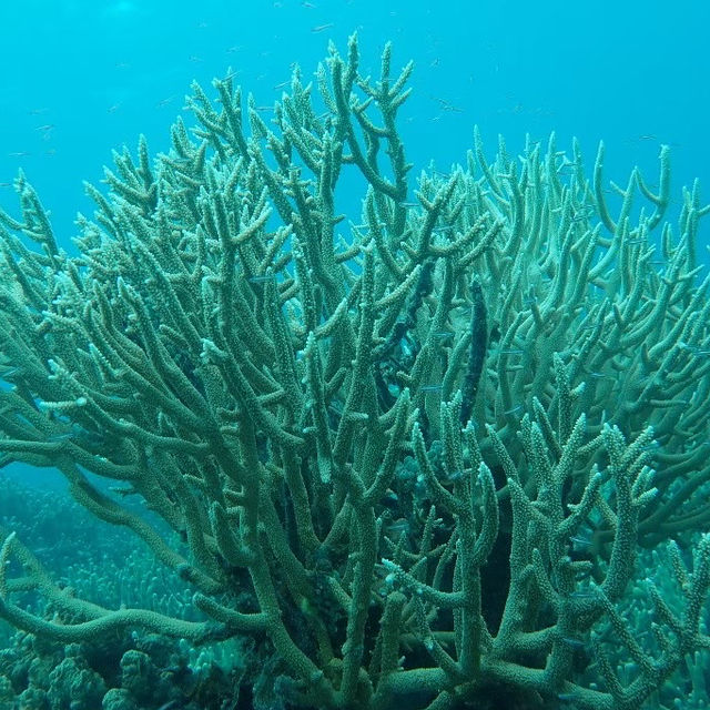 【パラオ】パラオの海でシュノーケル三昧