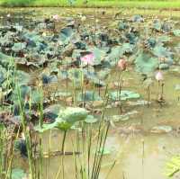 Take a visit Pha Tad Ke Botanical Garden 