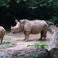 Singapore Zoo