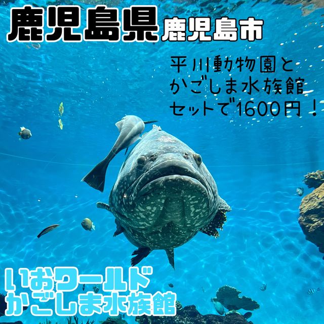 鹿児島県/鹿児島市【いおワールド かごしま水族館】