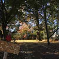 長瀞の紅葉ちょー綺麗！是非行ってみてください