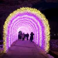 Illumination at Garden of Morning calm