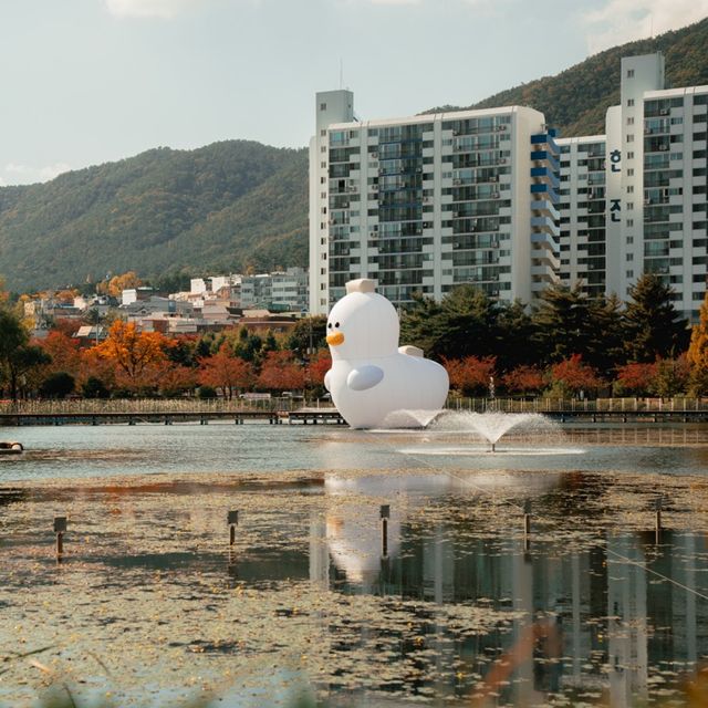 김해에도 거대한 오리가떳다!!