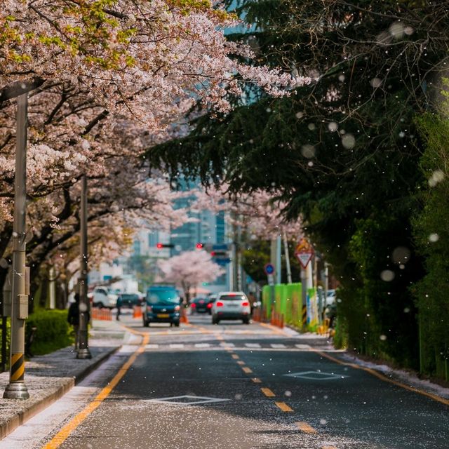 벚꽃 시즌에는 부산으로!