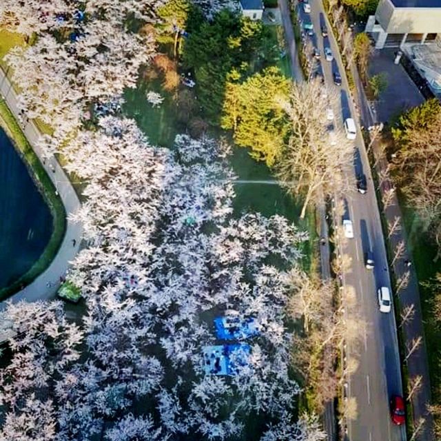 The View From Above, Goryokaku Tower