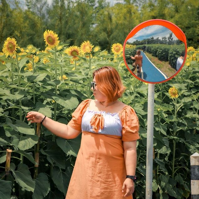 บ้านไร่นายรุ่ง เปิดให้เข้าชมทุ่งดอกทานตะวัน🌻
