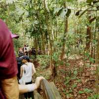 MacRitchie Reservoir