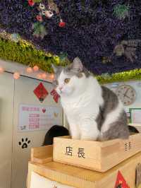 貓貓Cafe