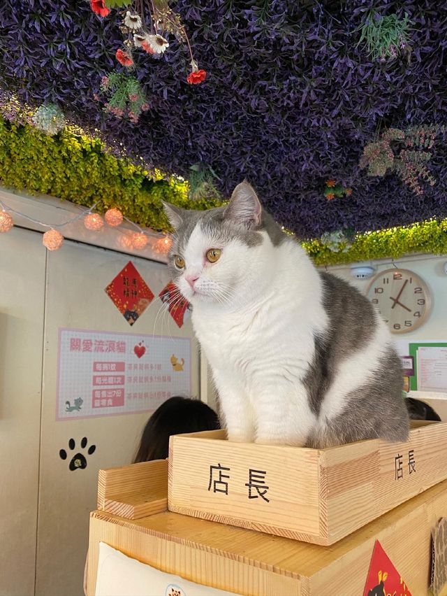 貓貓Cafe
