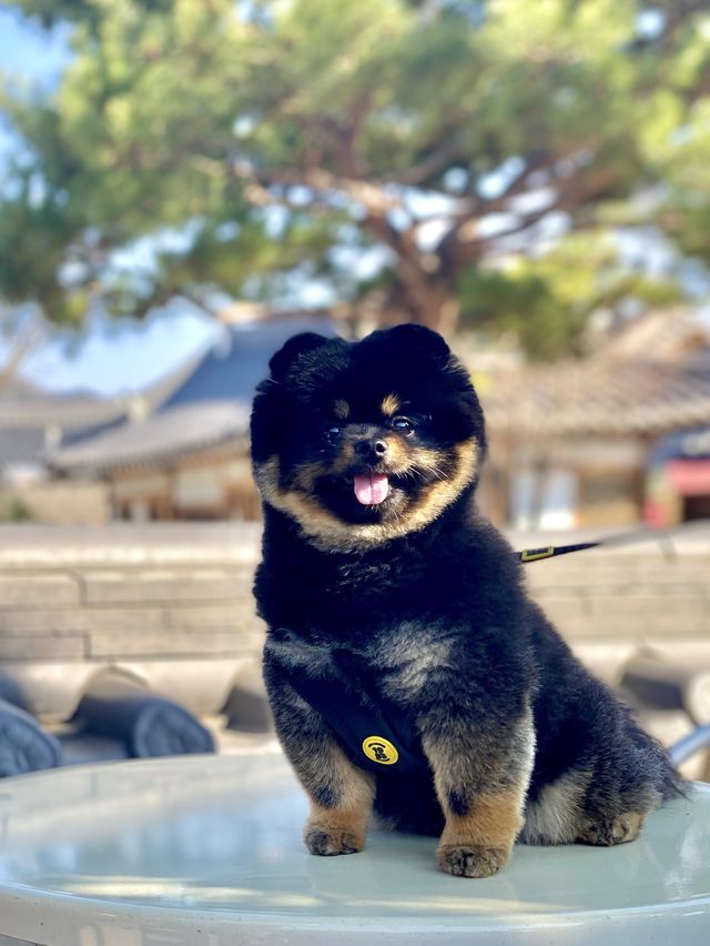 옛 정취를 느낄 수 있는 전주한옥마을🏡