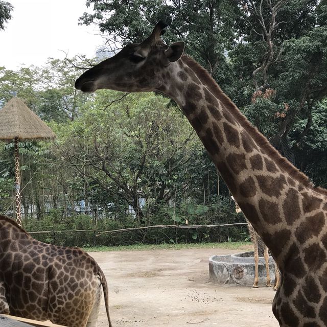 深圳野生動物園🤩深受旅客🧳歡迎