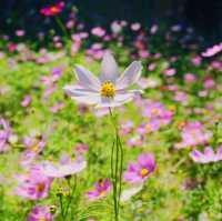 ์ธ์ฐ ํํฌ๋ฎฌ๋ฆฌ ๋ช
์ '์ธ์ฐ๋๊ณต์'