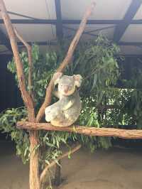 澳洲布里斯本景點｜龍柏動物園 Lone Pine Koala 與無尾熊合照 