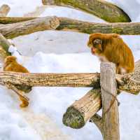 冬の円山動物園・サル山