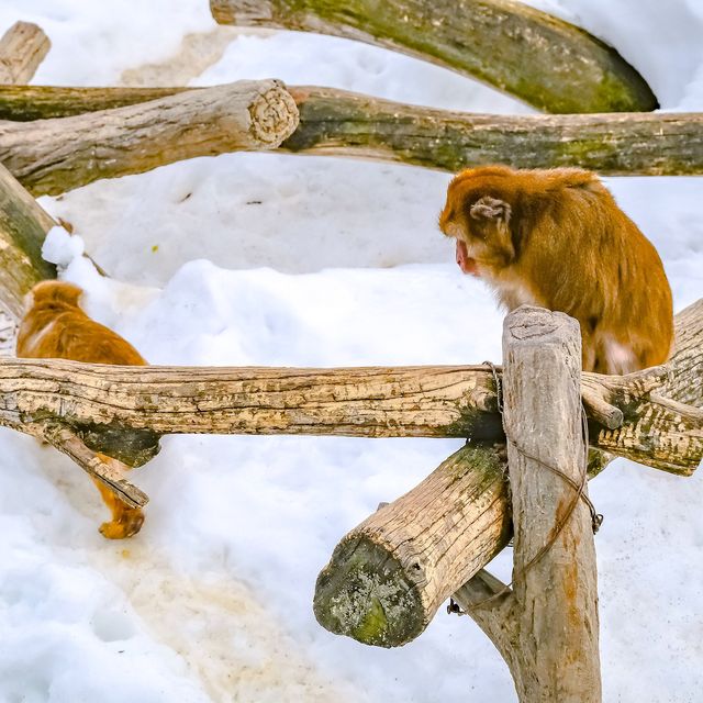 冬の円山動物園・サル山